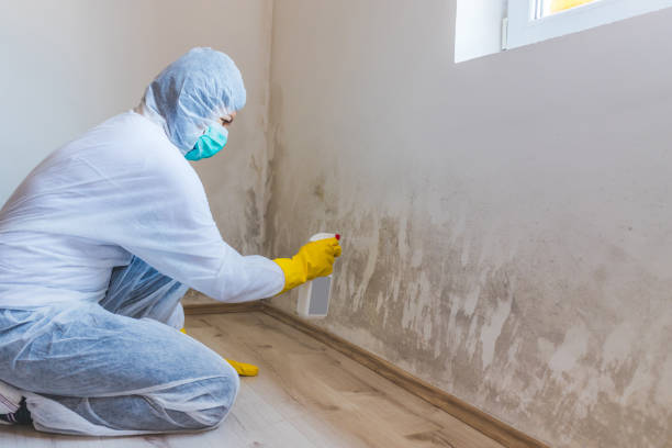 Licensed Commercial Mold Remediation service in West Point, VA - WQB Mold Removal
